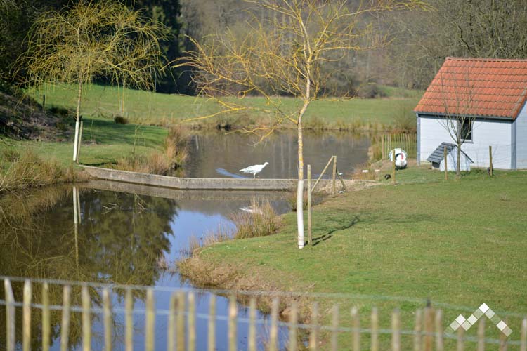 LES CARPES-29
